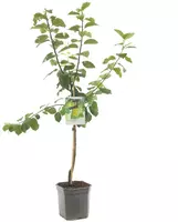Prunus domestica 'Ontario' (Pruim) fruitplant 160cm - afbeelding 1