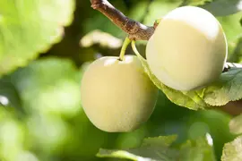 Prunus domestica 'Ontario' (Pruim) fruitplant 90cm - afbeelding 6