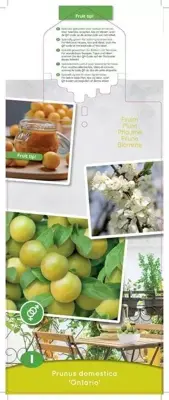 Prunus domestica 'Ontario' (Pruim) fruitplant 90cm - afbeelding 4