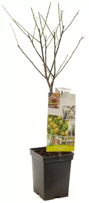 Prunus domestica 'Ontario' (Pruim) fruitplant 90cm - afbeelding 3