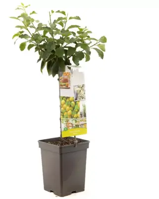 Prunus domestica 'Ontario' (Pruim) fruitplant 90cm - afbeelding 2