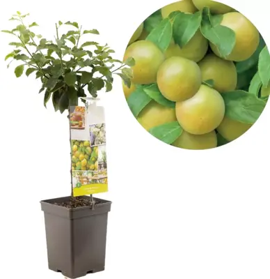 Prunus domestica 'Ontario' (Pruim) fruitplant 90cm - afbeelding 1