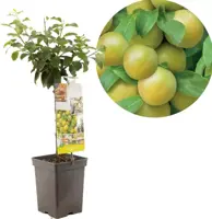 Prunus domestica 'Ontario' (Pruim) fruitplant 90cm - afbeelding 1