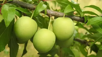 Prunus domestica 'Ontario' (Pruim) fruitplant 90cm - afbeelding 5