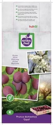 Prunus domestica 'Opal' (Pruim) fruitplant 160cm - afbeelding 4