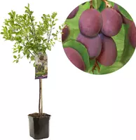 Prunus domestica 'Opal' (Pruim) fruitplant 160cm - afbeelding 1