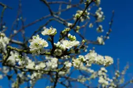 Prunus domestica 'Opal' (Pruim) fruitplant 160cm - afbeelding 5