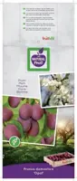 Prunus domestica 'Opal' (Pruim) fruitplant 230cm - afbeelding 3