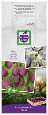 Prunus domestica 'Opal' (Pruim) fruitplant 230cm - afbeelding 3