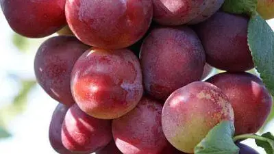 Prunus domestica 'Opal' (Pruim) fruitplant 230cm - afbeelding 4