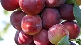 Prunus domestica 'Opal' (Pruim) fruitplant 230cm - afbeelding 4