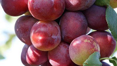 Prunus domestica 'Opal' (Pruim) fruitplant 230cm - afbeelding 4