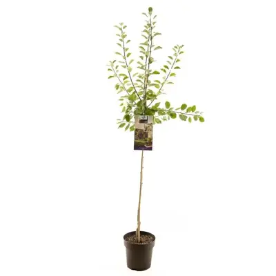 Prunus domestica 'Opal' (Pruim) fruitplant 230cm - afbeelding 1