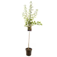 Prunus domestica 'Opal' (Pruim) fruitplant 230cm - afbeelding 1