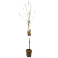 Prunus domestica 'Opal' (Pruim) fruitplant 230cm - afbeelding 2