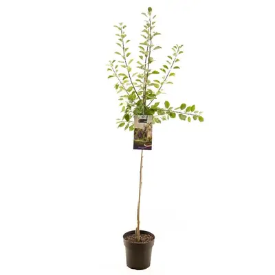 Prunus domestica 'Opal' (Pruim) fruitplant 230cm - afbeelding 1