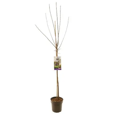 Prunus domestica 'Opal' (Pruim) fruitplant 230cm - afbeelding 2