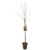 Prunus domestica 'Opal' (Pruim) fruitplant 230cm - afbeelding 2