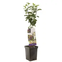 Prunus domestica 'Opal' (Pruim) fruitplant 90cm - afbeelding 1