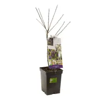 Prunus domestica 'Opal' (Pruim) fruitplant 90cm - afbeelding 2