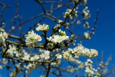 Prunus domestica 'Opal' (Pruim) fruitplant 90cm - afbeelding 4