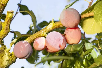 Prunus domestica 'Opal' (Pruim) fruitplant 90cm - afbeelding 13
