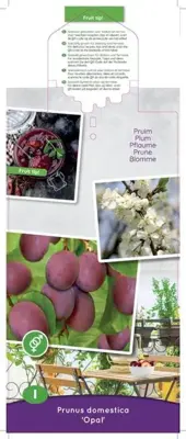 Prunus domestica 'Opal' (Pruim) fruitplant 90cm - afbeelding 3