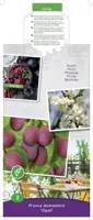 Prunus domestica 'Opal' (Pruim) fruitplant 90cm - afbeelding 3