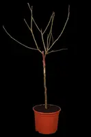 Prunus domestica 'Opal' (Pruim) fruitplant 90cm - afbeelding 5