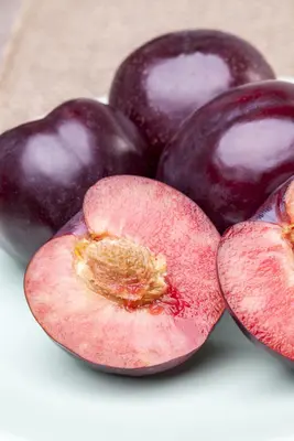 Prunus domestica 'Opal' (Pruim) fruitplant 90cm - afbeelding 16