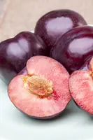 Prunus domestica 'Opal' (Pruim) fruitplant 90cm - afbeelding 16