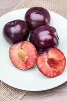 Prunus domestica 'Opal' (Pruim) fruitplant 90cm - afbeelding 17