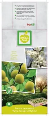 Prunus domestica 'Reine Claude d'Oullins' (Pruim) fruitplant 160cm - afbeelding 3
