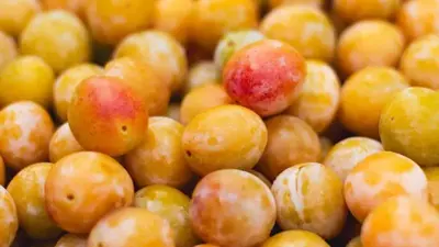 Prunus domestica 'Reine Claude d'Oullins' (Pruim) fruitplant 160cm - afbeelding 4