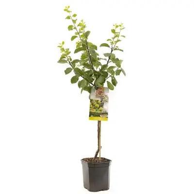 Prunus domestica 'Reine Claude d'Oullins' (Pruim) fruitplant 160cm - afbeelding 1