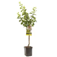 Prunus domestica 'Reine Claude d'Oullins' (Pruim) fruitplant 160cm - afbeelding 1