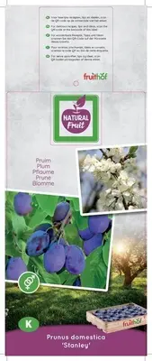 Prunus domestica 'Stanley' (Pruim) fruitplant 160cm - afbeelding 4