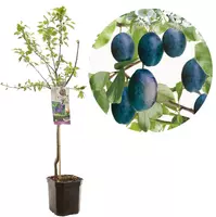 Prunus domestica 'Stanley' (Pruim) fruitplant 160cm - afbeelding 1