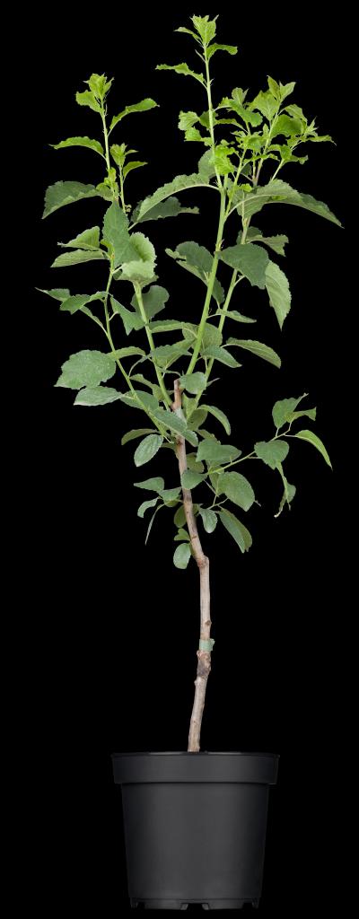 Prunus domestica 'Stanley' (Pruim) fruitplant 160cm - afbeelding 7