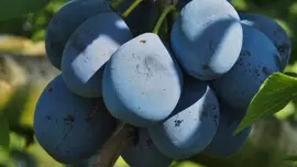 Prunus domestica 'Stanley' (Pruim) fruitplant 160cm - afbeelding 5