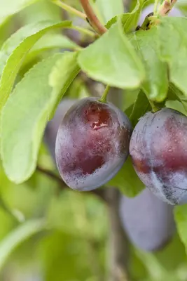 Prunus domestica 'Stanley' (Pruim) fruitplant 160cm - afbeelding 6