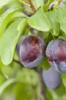 Prunus domestica 'Stanley' (Pruim) fruitplant 160cm - afbeelding 6