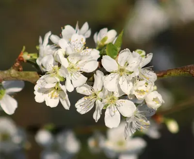 Prunus domestica 'Victoria' (Pruim) fruitplant 160cm - afbeelding 4