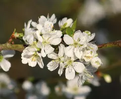 Prunus domestica 'Victoria' (Pruim) fruitplant 160cm - afbeelding 4