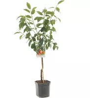 Prunus domestica 'Victoria' (Pruim) fruitplant 160cm - afbeelding 1