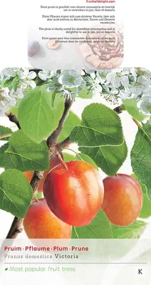 Prunus domestica 'Victoria' (Pruim) fruitplant 160cm - afbeelding 3