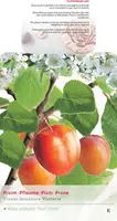 Prunus domestica 'Victoria' (Pruim) fruitplant 160cm - afbeelding 3