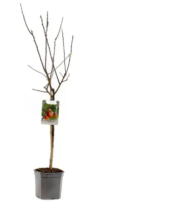 Prunus domestica 'Victoria' (Pruim) fruitplant 160cm - afbeelding 2