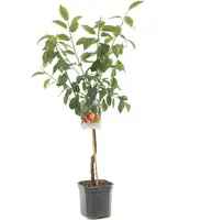 Prunus domestica 'Victoria' (Pruim) fruitplant 160cm - afbeelding 1