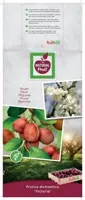 Prunus domestica 'Victoria' (Pruim) fruitplant 230cm - afbeelding 3